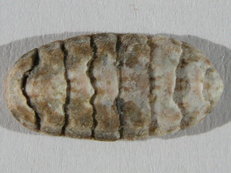 Polyplacophora 2